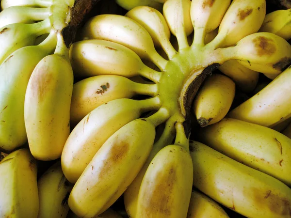 Ramo de plátanos maduros — Foto de Stock