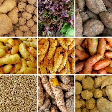 Group of peruvian vegetables clipart