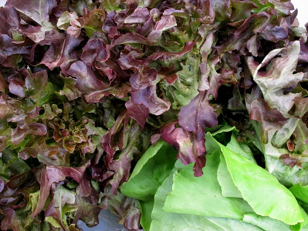 Frische rote Salate — Stockfoto