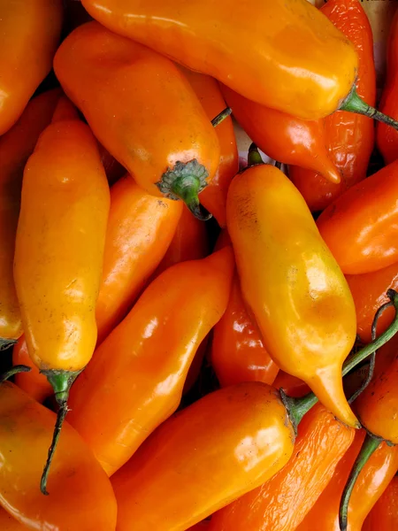 Stock image Peruvian yellow chili pepper