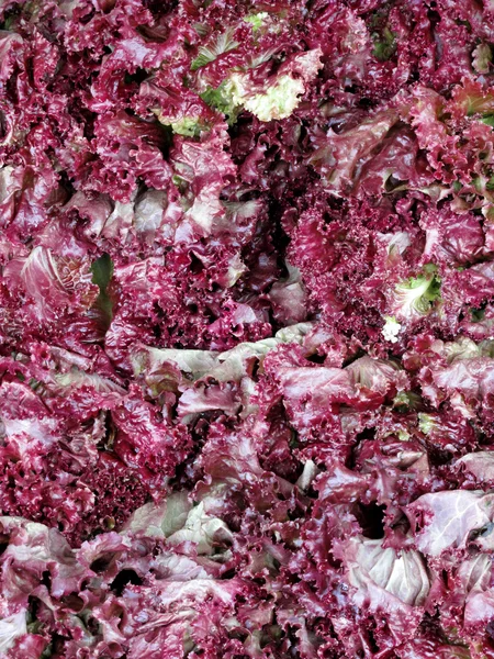 Friss piros fejes saláta — Stock Fotó