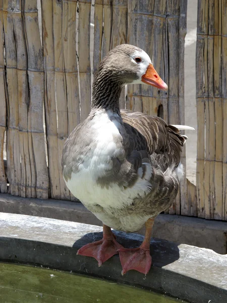 Patos en una granja —  Fotos de Stock