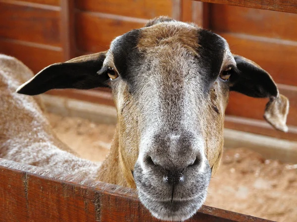 Gros plan d'une chèvre dans une ferme, plein de détails — Photo