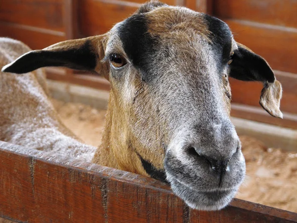 Zbliżenie kozy w gospodarstwie, pełne szczegóły — Zdjęcie stockowe