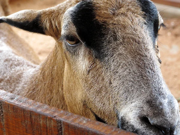 Zbliżenie kozy w gospodarstwie, pełne szczegóły — Zdjęcie stockowe