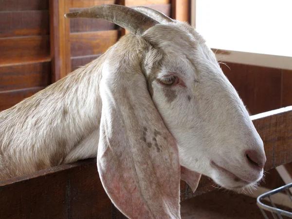 Крупный план козы на ферме, полный деталей — стоковое фото
