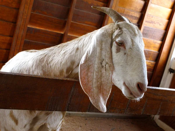 Closeup de uma cabra em uma fazenda, cheio de detalhes — Fotografia de Stock