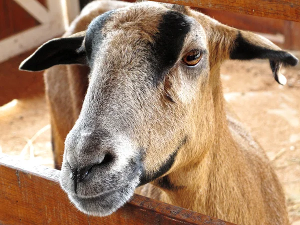Primer plano de una cabra en una granja, lleno de detalles — Foto de Stock