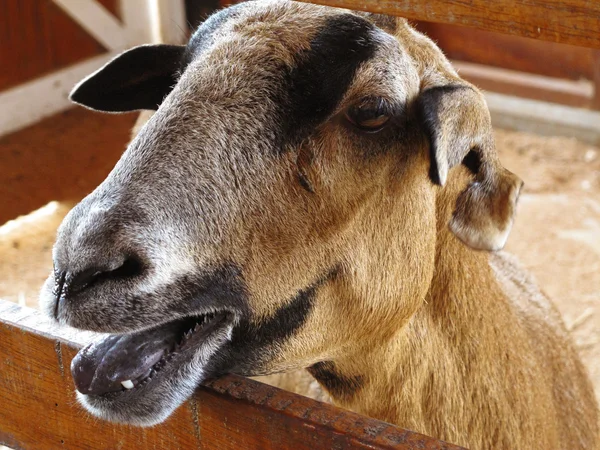 Közelkép a kecske gazdaságban, a teljes részletek — Stock Fotó