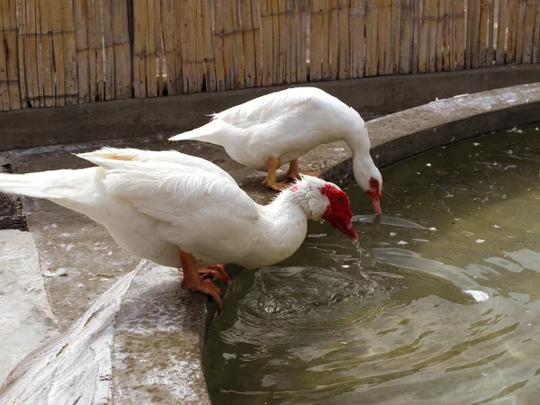 Patos brancos em uma fazenda água potável — Fotografia de Stock
