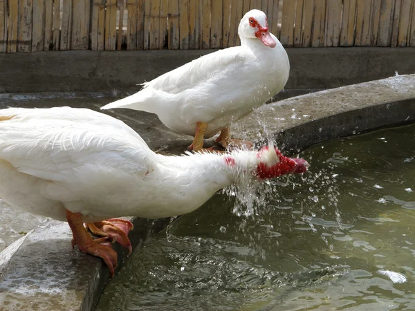 Белые утки на ферме пьют воду — стоковое фото