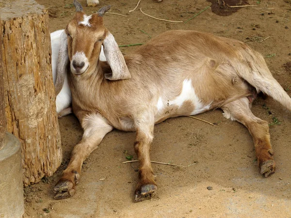 Gros plan d'une chèvre dans une ferme, plein de détails — Photo