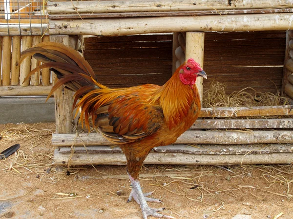 Rooster on farm — Stock Photo, Image