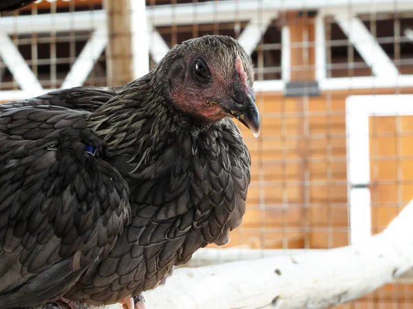 Черная курица на птицеферме — стоковое фото