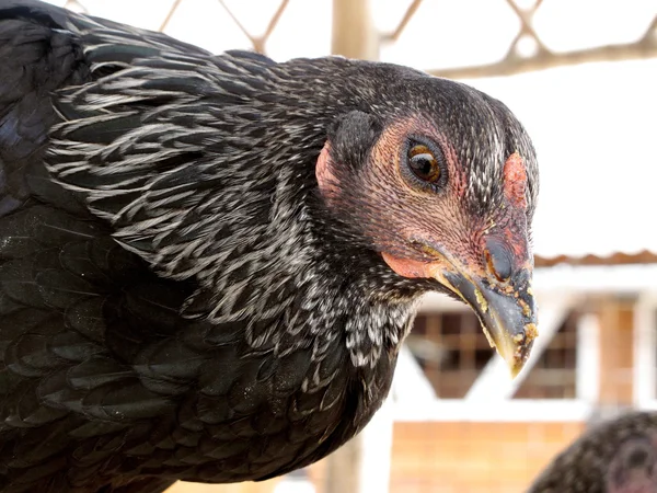 Zwarte kip in een pluimveeboerderij — Stockfoto