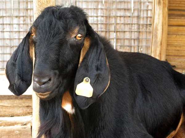 Primer plano de una cabra en una granja, lleno de detalles —  Fotos de Stock