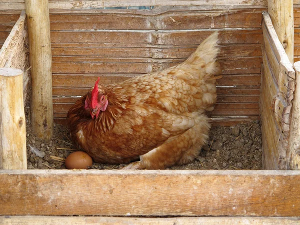 Κοτόπουλο σε πτηνοτροφική εκμετάλλευση — Φωτογραφία Αρχείου