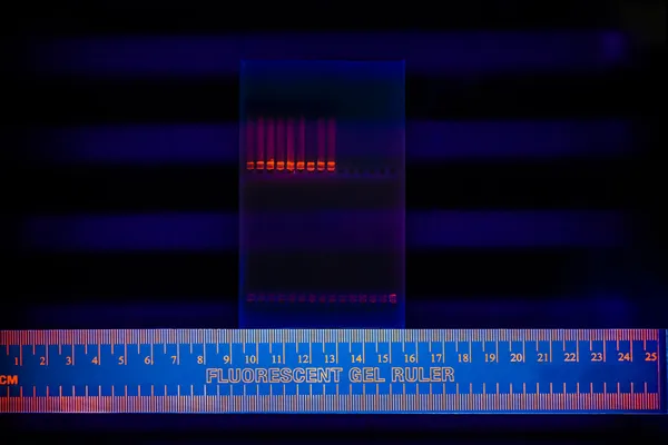 stock image Electrophoregram of DNA separation