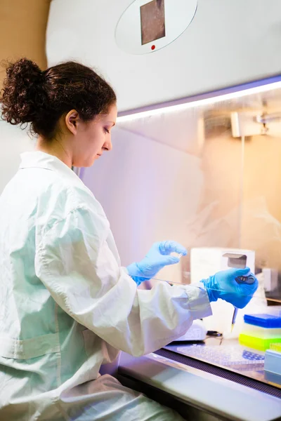 Forscher arbeitet im Labor in einer laminaren Box — Stockfoto
