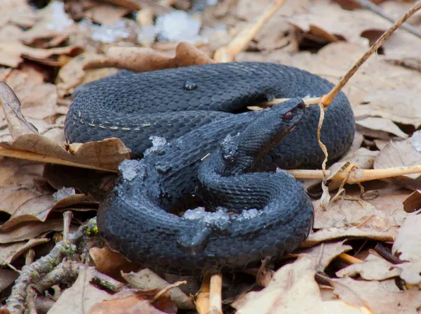 蛇"黒加算器" — ストック写真