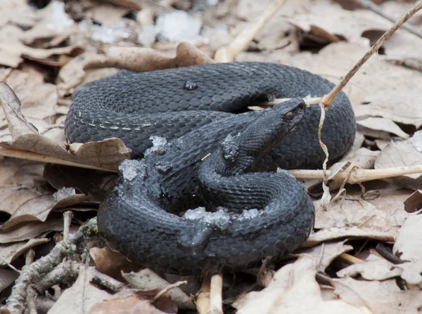 Serpente "adder preto " — Fotografia de Stock