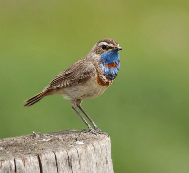 Bir kütük üzerinde Güzel Bluethroat kuş