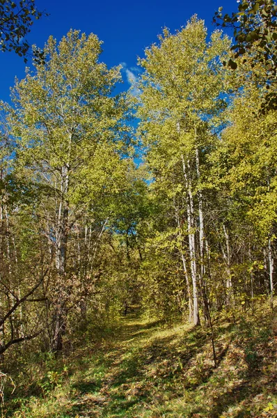 stock image Near river Penza