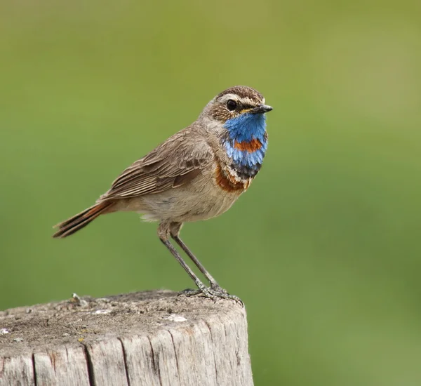 stock image Bluethroat