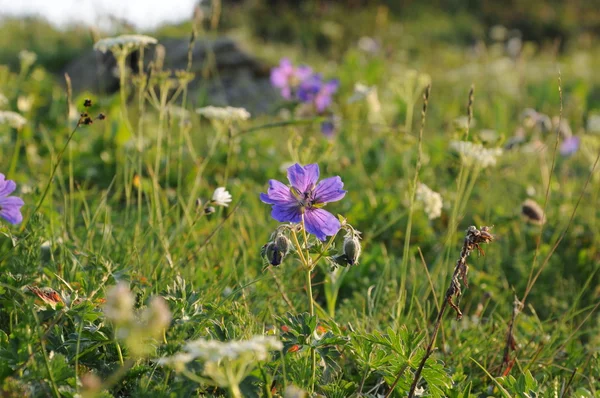 Альпійські квітка — стокове фото