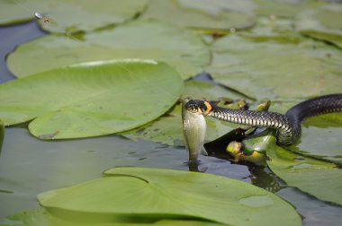 Grass snake clipart