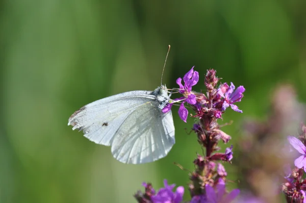 stock image Butterfly