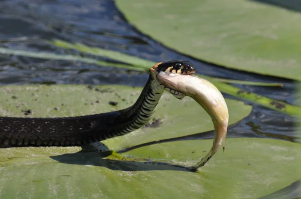 Serpiente de hierba —  Fotos de Stock