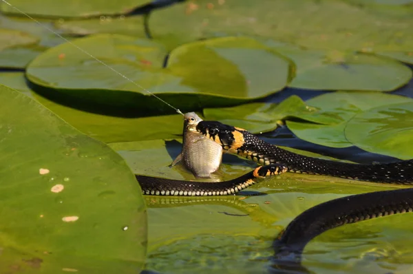 งูหญ้า — ภาพถ่ายสต็อก