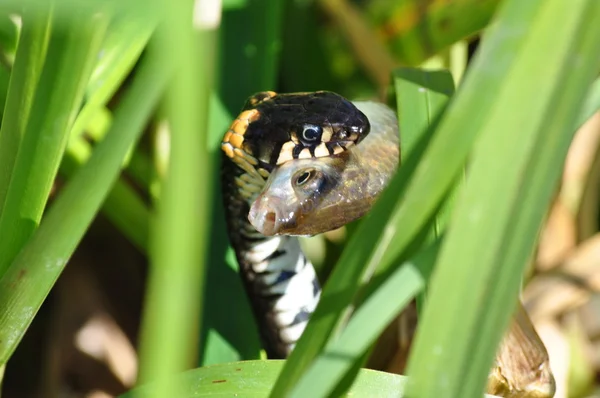 งูหญ้า — ภาพถ่ายสต็อก