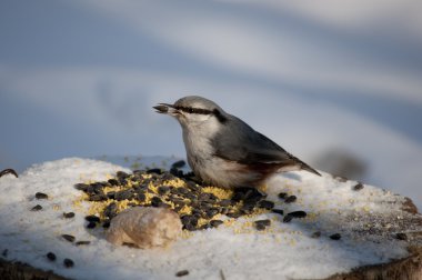 Nuthatch at dinner clipart