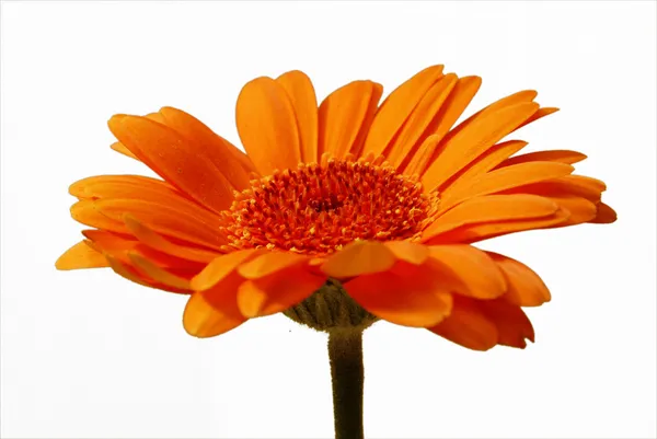 Orange Gerbera Flower — Stock Photo, Image
