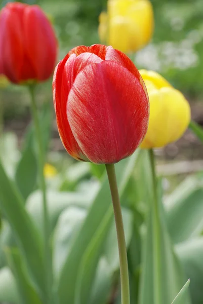 stock image Red Tulip