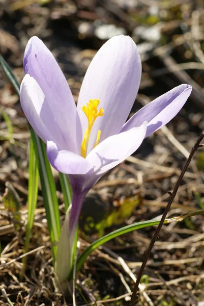 stock image Purple crocus