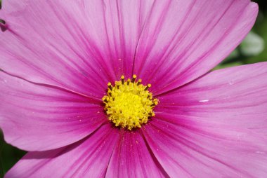 pembe cosmos çiçek