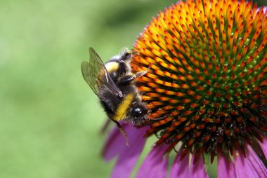 Bumblebee on an Echinacea clipart