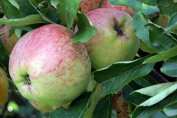 stock image Juicy apples