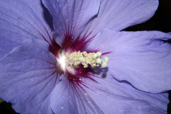 Фіолетовий гибискуса — стокове фото