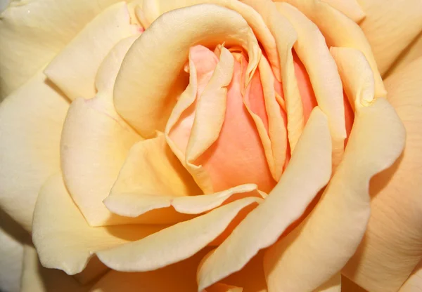 stock image Orange Rose