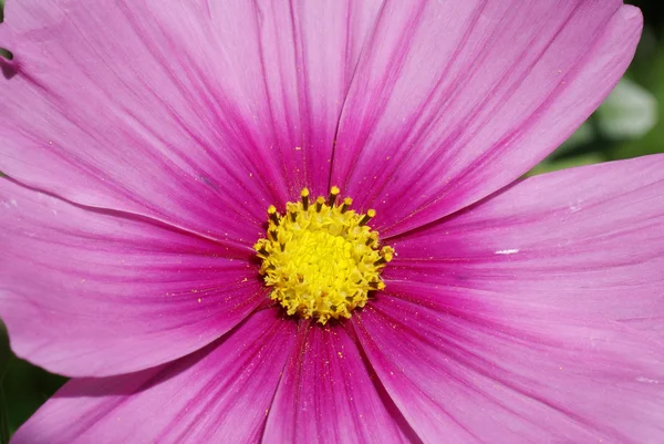 stock image Pink cosmos flower