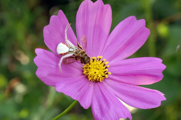 Crab spider on cosmos flower — Stock Photo, Image