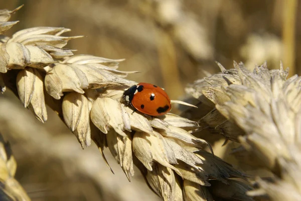 stock image Ladybug on barley