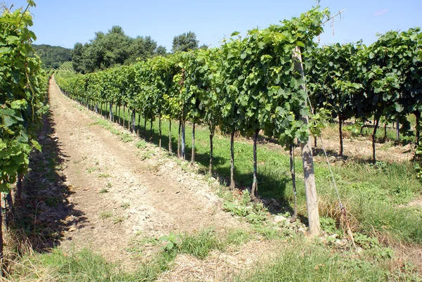 stock image Vineyards