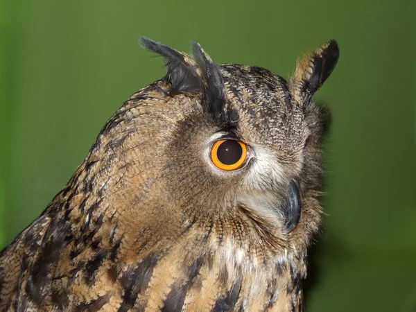 Owl eyes and beak — Stock Photo, Image