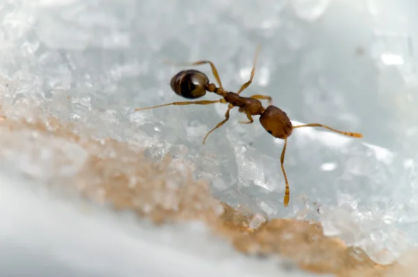 Ant on sugger — Stock Photo, Image
