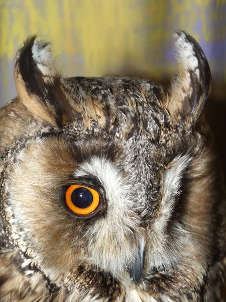 Beautiful owl's eye — Stock Photo, Image